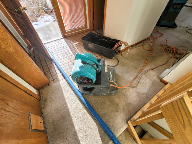 Best Mold removal after water damage  in Kearny, AZ