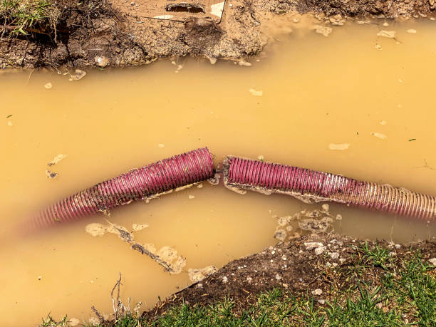 Best Professional water damage repair  in Kearny, AZ