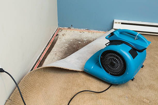 Best Water damage contractors near me  in Kearny, AZ